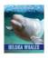 Kathy Furgang: Beluga Whales