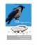 gebrauchtes Buch – Missgeschicke – Bild 1