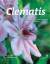 Mary Toomey: Clematis