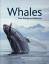 Phillip Hammond: Whales / Their Biology 