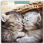 Red Robin Publishing Ltd: Adorable Cats 