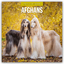 Afghans - Afghanischer Windhund 2025 - 1