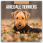 Robin Red: Airdale Terriers - Airdale Te