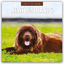 Red Robin Publishing Ltd: Newfoundlands 