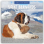 Saint Bernards - Bernhardiner 2025 - 16-