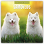 Red Robin Publishing Ltd: Samoyeds 2025 