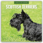 Robin Red: Scottish Terrier - Scotchterr