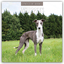 Whippets - Whippet - Britischer Windhund