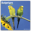 Avonside Publishing Ltd: Budgerigars - W