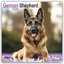 Avonside Publishing Ltd: German Shepherd