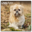 Avonside Publishing Ltd.: Lhasa Apso - L