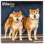 div.: Shiba Inu Wandkalender 2025