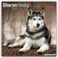 Avonside Publishing Ltd: Siberian Husky 