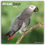 Avonside Publishing Ltd: African Greys -