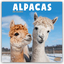 Avonside Publishing Ltd: Alpacas - Alpak