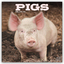 Avonside Publishing Ltd: Pigs - Schweine