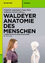 Waldeyer - Anatomie des Menschen., Lehrb