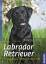 Brigitte Rauth-Widmann: Labrador Retriev