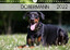 Annett Mirsberger: Dobermann 2022 (Wandk