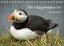 Puffins - Papageientaucher an den Klippe