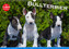 Bullterrier: Bullterrier (Wandkalender 2