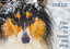 SiSta-Tierfoto: Collies - Eine Liebe fue