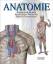 Anatomie