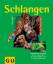 Schlangen – Riesenschlangen und Nattern. Mit der richtigen Pflege und Ernährung fühlen sie sich im Terrarium rundum wohl