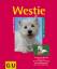 Westie – Quirliger West Highland White Terrier. Mit der richtigen Erziehung und viel Beschäftigung geht es ihn rundum gut