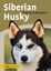 Annette Schmitt: Siberian Husky