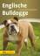 Annette Schmitt: Englische Bulldogge Unt