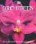 Orchideen – Die schönsten Arten und Hybriden