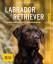 Katharina Schlegl-Kofler: Labrador Retri