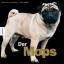 Der Mops – Ein Wunder der Natur