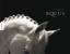 Tim Flach: Equus