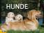 Derek Hall: Hunde