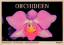 Orchideen