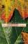 Floyd McClung: Das Vaterherz Gottes Floyd McClung: Das Vaterherz Gottes