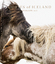 Guadalupe Laiz: Horses of Iceland (Photo