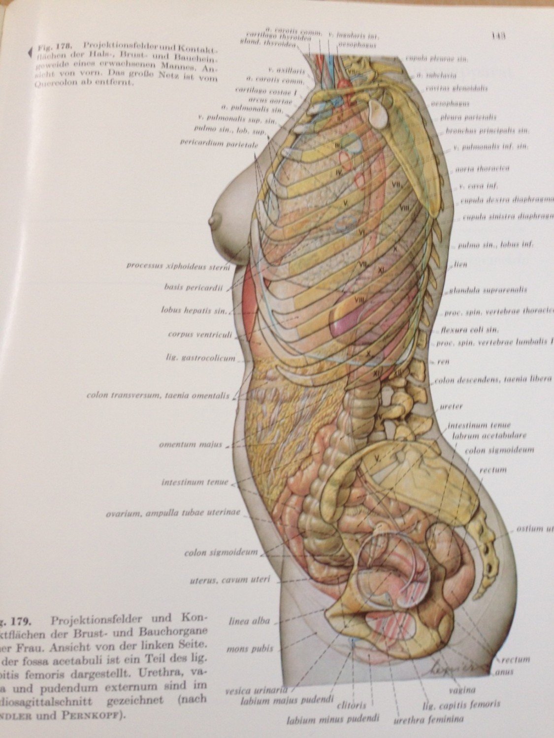 Atlas Der Anatomie Des Menschen 2 Sobotta Becher Buch Gebraucht Kaufen A02fafva01zzs