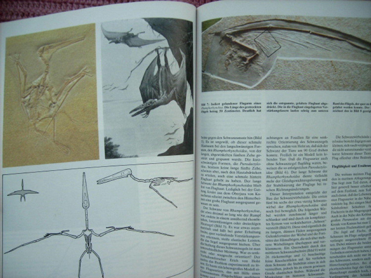Fossilien Bilder Fruhen Lebens Evolution Im Spiegel Der Erdgeschichte Manfred Schidlowski Buch Gebraucht Kaufen A02hfikf01zzg
