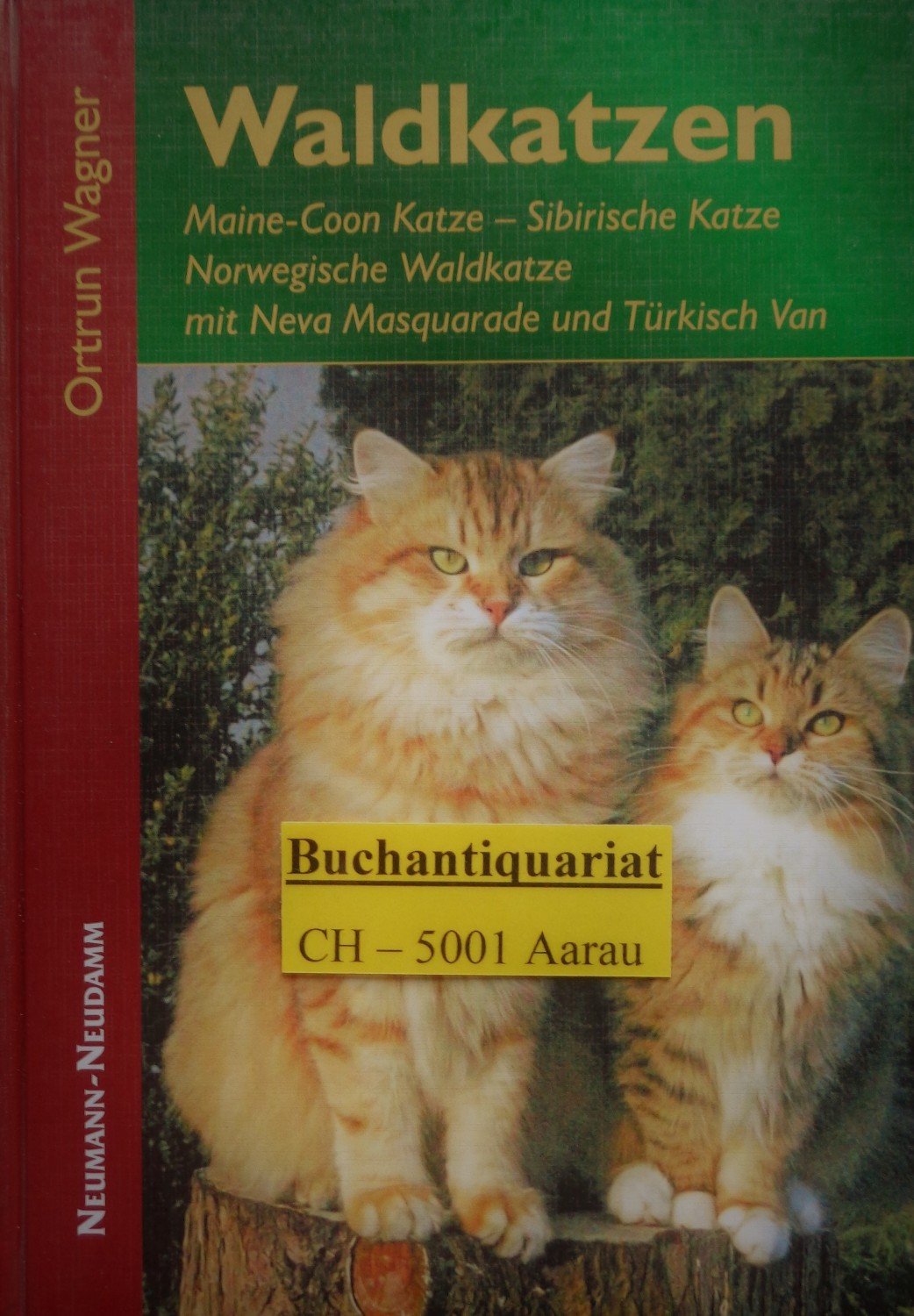 Waldkatzen Maine Coon Katze Sibirische Katze Norwegische Waldkatze Mit Neva Masquarade Und Türkisch Van
