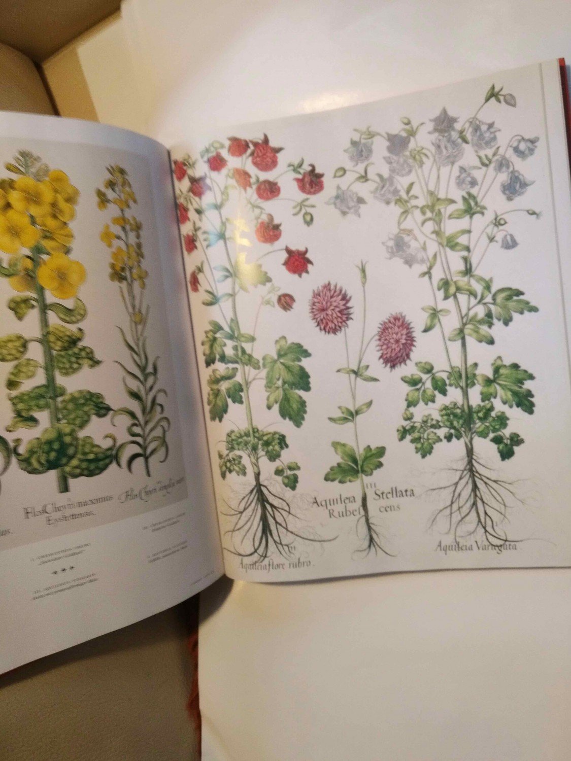 Der Garten Von Eichstatt Basilius Besler Buch Gebraucht