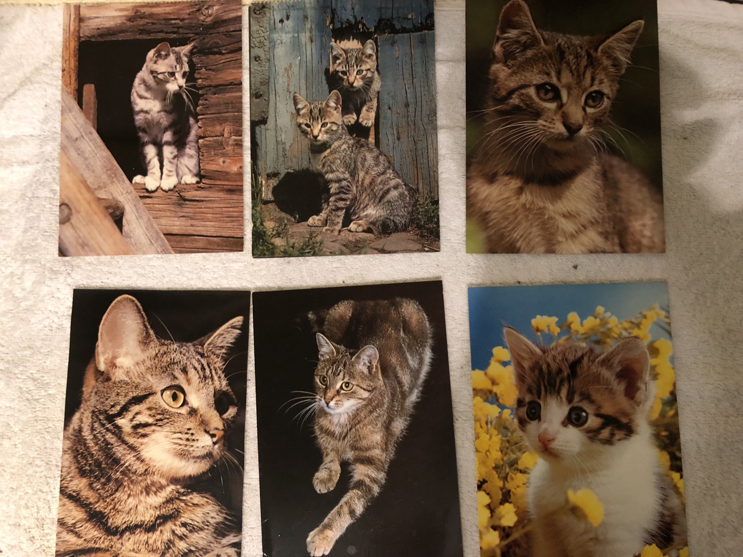 Postkarten-Buch Katzen Haustier Tiermotive Natur Tierwelt Postcrossing ADMOS 