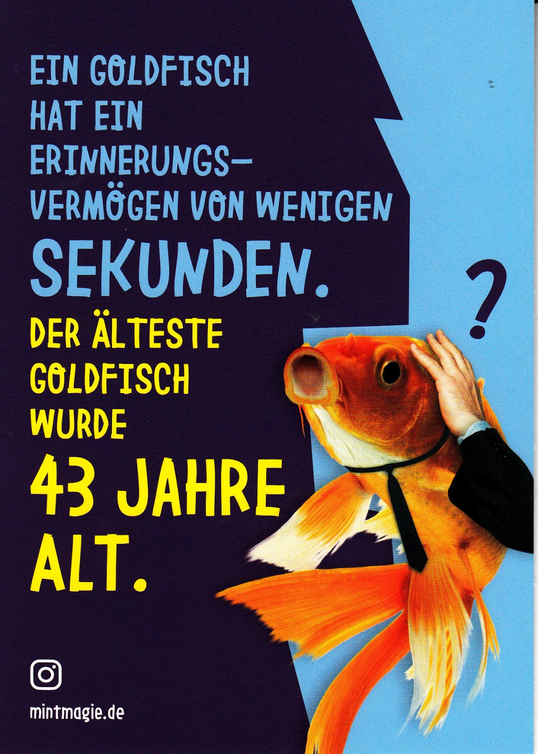 Goldfisch Englisch