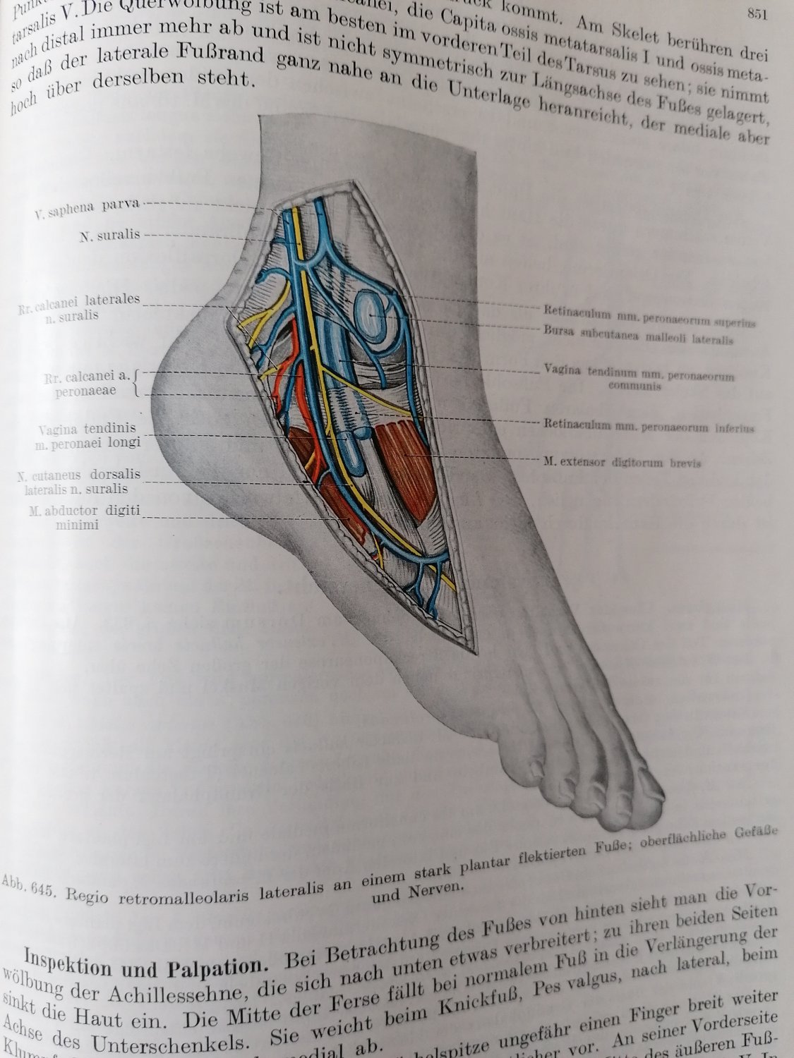 Anatomie der Längsachse