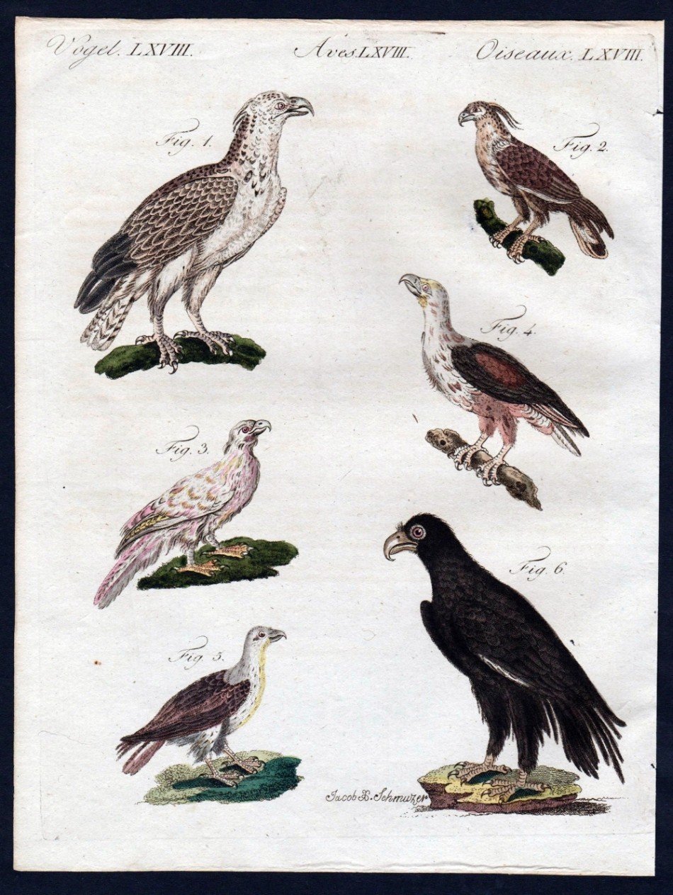 Flores Haubenadler Hawk Eagle Bartgeier Vogel Birds Bertuch Friedrich Justin Buch Antiquarisch Kaufen A02eda2p01zzd