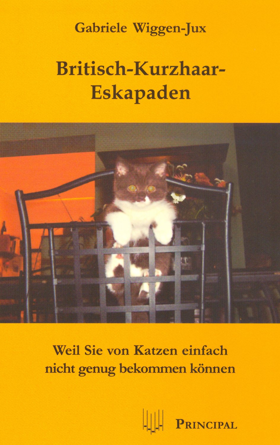 Britisch Kurzhaar Eskapaden Weil Sie Von Katzen Einfach Nicht Genug Bekommen Können